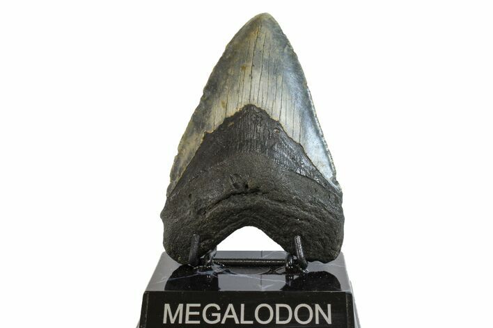 Fossil Megalodon Tooth - North Carolina #158184
